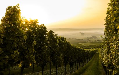 L&rsquo;impact du changement climatique sur la viticulture française et les cartes des vins