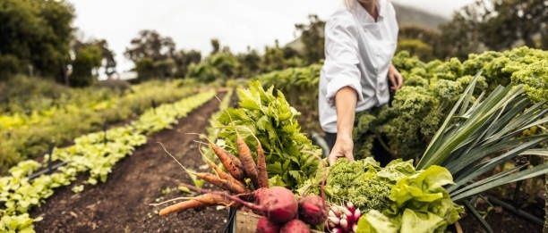Rythmer la table sur vingt-quatre micro-saisons : la méthode pour réinventer sa carte avec ses maraîchers