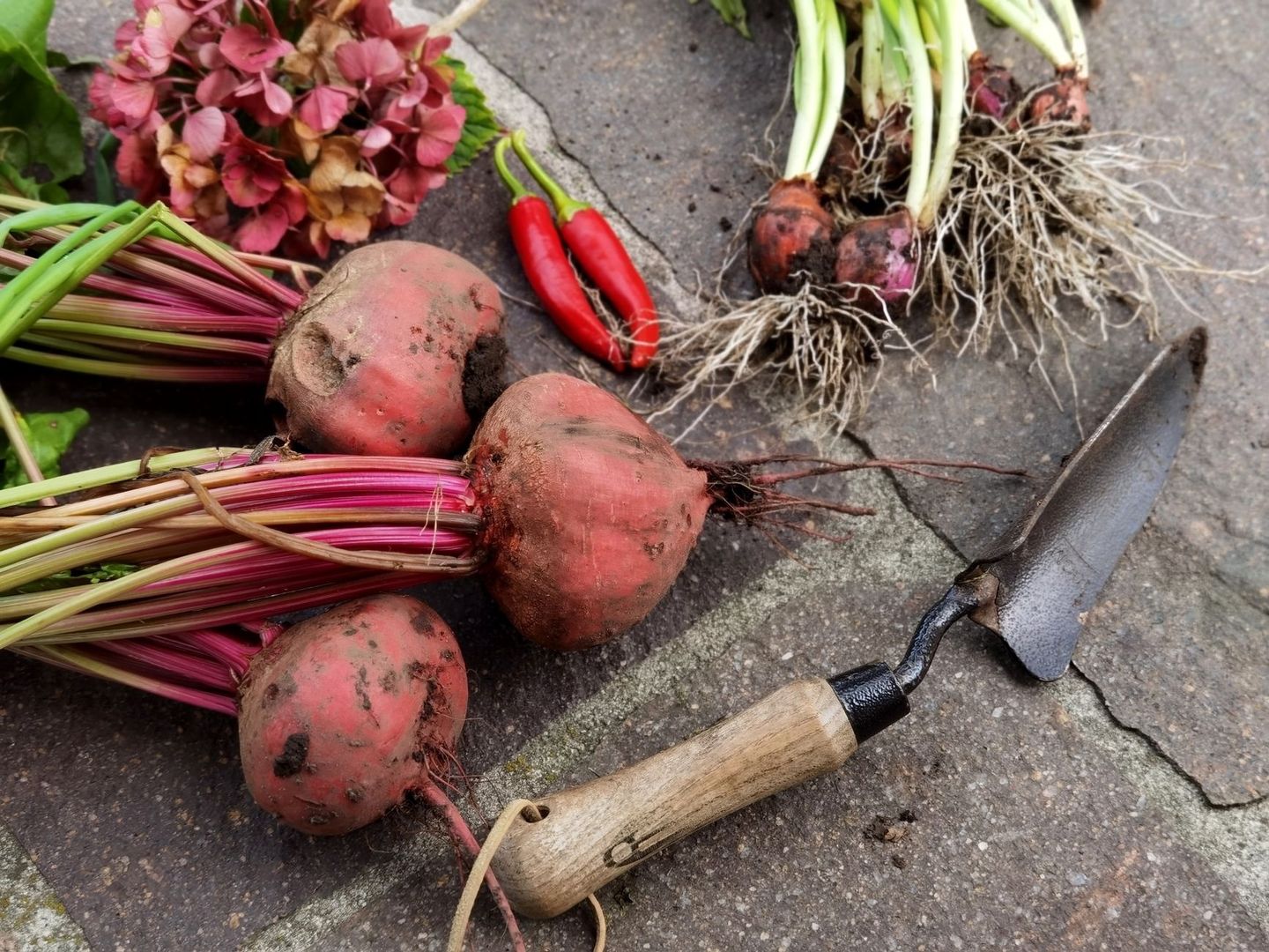 Betteraves, piments et bulbes fraîchement récoltés avec un outil de jardinage